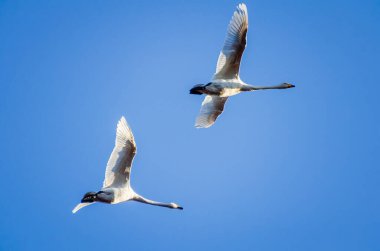 Mavi gökyüzünde süzülen iki zarif kuğu. Uçan bir çift kuğu, sakin bir atmosfer, düşük açılı perspektif, berrak mavi arka plan, zarafet, özgürlük ve doğal güzelliği temsil ediyor.