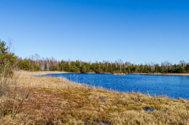 Orman ve sazlıklarla çevrili sakin mavi bir göl. Sakin bir göl ve çimenli bir sahil manzarası. Parlak gün ışığı, alçak görüş açısı, sakin bir ruh hali.