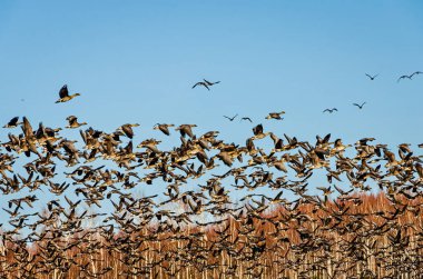 Senkronize uçuşta bir kuş sürüsü. Göç eden kazlar birlikte hareket eder, dinamik ve enerjik ruh hali, geniş açılı çekim, bataklıklar üzerinde konumlandırılmış, doğanın ahengi
