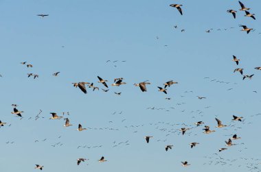 Gökyüzünde uçan bir kuş sürüsü. Uçan bir sürü, dinamik ruh hali, düşük açılı görüş, açık gökyüzü, kırsal alan, özgürlük kavramı, birlik ve doğa göçü..
