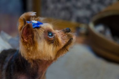 A small dog, yorkshire terrie, with a blue bow tie. A yorkshire terrier looks up eagerly, playful mood, close-up shot, eye-level angle, indoor home setting, concept of loyalty, and charm clipart