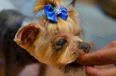 A small dog, yorkshire terrie, with a blue bow tie. A yorkshire terrier looks up eagerly, playful mood, close-up shot, eye-level angle, indoor home setting, concept of loyalty, and charm clipart