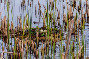 Sazlıkların ortasında yumurtaları olan bir yuva. Yumurtalı bir kuş yuvası, sakin ruh hali, yakın perspektif, sulak alan habitatı, yeni yaşam konsepti ve doğanın döngüsü..