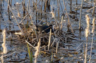 Bir Avrasya yaban ördeği (Fulica atra), ayrıca uzun kamışların arasında yuvalanan yaban ördeği olarak da bilinir. Yuvasına bakan bir anne kuş, huzurlu bir ruh hali, yakın çekim, göz hizası, sulak arazi habitatı, doğa ve vahşi yaşam konsepti..