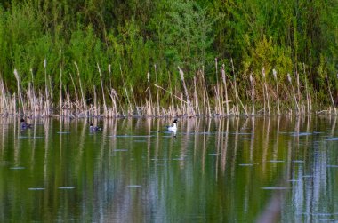 Bir yunus balığı sakin bir göl boyunca sakince yüzer. Suda süzülen bir kuş, huzurlu bir ruh hali, yan görüş, merkezde, sulak alanlar konumu, doğa konsepti, vahşi yaşam gözlemi ve sakinliği..