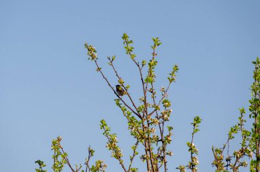 Çiçek açan bir dala tünemiş küçük bir kuş. Küçük bir kuş dinleniyor, sakin bir ruh hali, yakın çekim, merkez, bahçe dekorasyonu, bahar konsepti, yenilenme ve doğal basitlik..