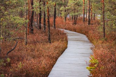 Kışın çam ormanlarında tahta patika. Rahatlatıcı yürüyüş, huzurlu ruh hali, göz hizası, dolambaçlı yol, sonbahar ormanı, doğal manzara, huzur ve huzur dolu açık hava manzarası..
