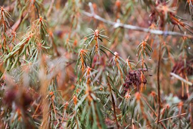 Dew drops on evergreen twigs in close-up. Macro shot, calm mood, eye-level angle, focused on details of evergreen twigs with dew drops, taken outdoors in a forest. clipart