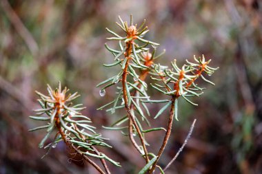 Çiyler her daim yeşil dalların üzerine yakın planda düşer. Makro çekim, sakin ruh hali, göz düzeyi açısı, çiğ damlaları olan yeşil dalların detaylarına odaklanmış, ormanda dışarı çıkarılmış..