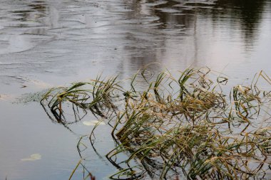 Bataklıktaki suyun üzerindeki gökyüzünün yansımaları. Sulak bir arazide ot, sakin bir ortam, alçak açı, açık hava, doğa manzarası, yansıtıcı su yüzeyi, doğal ve huzurlu bir kavram..