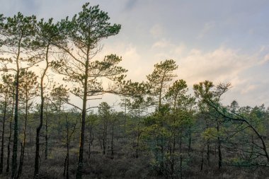 Huzurlu bir bataklıkta genç çam ağaçları. Huzurlu ruh hali, göz düzeyi açısı, geniş bileşim, doğal sulak alan, el değmemiş manzara, vahşi doğa ve ekolojik koruma kavramı..