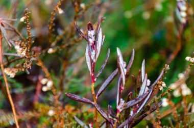 Sisli bir sabahta buzla kaplı narin dallar. Sakin atmosfer, sakin ruh hali, makro bakış açısı, düşük açı, doğal çevre, hassas güzellik kavramı ve mevsimsel dönüşüm.