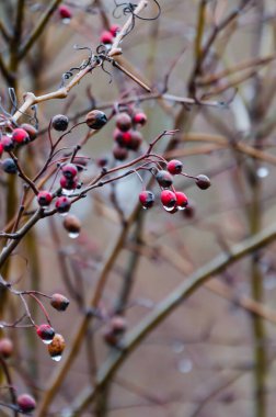 Delicate red berries with glistening winter water droplets. Vibrant red berries with water drops, close-up, natural background blur, cold mood, captured outdoors, perfect for valentine's themes. clipart