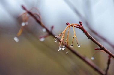 Ağaç dalları üzerinde zarif yağmur damlaları. Sakin damlacıklar asılır, sakin ruh hali, makro çekim, yakın çekim açısı, açık hava, ilkbahar başları, doğanın kırılganlığı ayrıntılarıyla yakalanır..