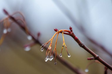 Ağaç dalları üzerinde zarif yağmur damlaları. Sakin damlacıklar asılır, sakin ruh hali, makro çekim, yakın çekim açısı, açık hava, ilkbahar başları, doğanın kırılganlığı ayrıntılarıyla yakalanır..