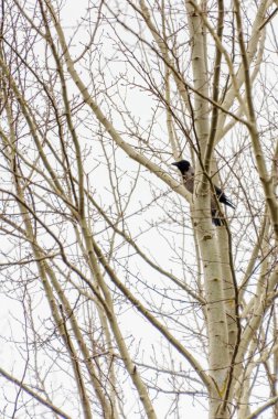 Kapüşonlu karga (Corvus cornix) çıplak ağaç dallarına tünemişti. Kuş izleme, sakin ton, göz düzeyi görünümü, doğal ortam, kış sahnesi, doğa fotoğrafçılığı dinginliği ve minimalizmi vurguluyor..