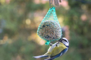 Blue tit eating from bird feeder in garden. Feeding action, peaceful mood, close-up shot, horizontal composition, garden setting, concept of wildlife observation and backyard birdwatching.
