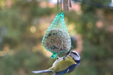 Blue tit eating from bird feeder in garden. Feeding action, peaceful mood, close-up shot, horizontal composition, garden setting, concept of wildlife observation and backyard birdwatching.