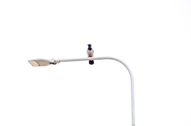 Beyaz bir gökyüzünün altındaki sokak lambasına tünemiş yalnız bir karga. Dinginlik ve sadelik, minimalist ruh hali, göz seviyesi açısı, kentsel alan, izolasyon ve geometriye odaklan.