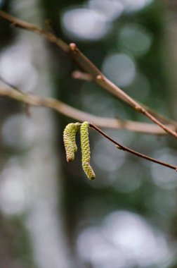 Bulanık bir orman zeminine karşı ince bir daldan sarkan narin fındık çiçekleri. İlkbaharın erken belirtileri, yakın çekim, yumuşak ışıklandırma, sığ alan derinliği, sakin ruh hali, organik dokular, yenilenme konsepti, doğal büyüme