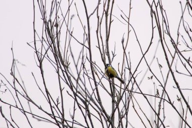 Small yellow, big tit, perched on thin branches against pale sky. Bird resting, calm mood, telephoto shot, slight upward angle, winter scenery, natures simplicity, bare branches, peaceful solitude, wildlife moment.