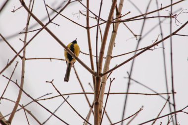 Small yellow, big tit, perched on thin branches against pale sky. Bird resting, calm mood, telephoto shot, slight upward angle, winter scenery, natures simplicity, bare branches, peaceful solitude, wildlife moment.