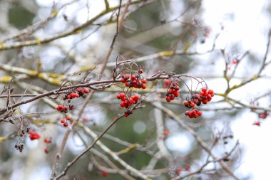 Soğuk kış mevsiminde yapraksız dallara asılı kırmızı böğürtlen kümeleri. Durgun hayat, hafif aydınlatma, bulanık arka plan, kış atmosferi, orman düzeni, sessiz tonlar, mevsimsel ruh hali..