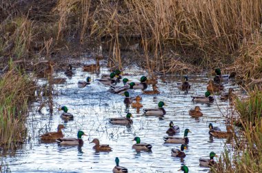 Sakin bir bataklık gölünde yüzen büyük bir yaban ördeği grubu. Aktif sahne, doğal davranış, sulak alan habitatı, canlı renkler, vahşi yaşam toplanması, doğa dinamikleri, mevsimsel göç.