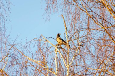 Altın ışıkta ince huş dallarına tüneyen kapüşonlu bir karga. Kuş izleme, huzurlu ruh hali, telefoto çekimi, yüksek açı, doğal yaşam alanı, kış ağaçları, sıcak parıltı, gökyüzü, vahşi doğa..