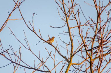Bir tarla kuşu (Turdus pilaris) sabah güneşi altında çıplak bir ağaç dalına tünemektedir. Telefoto çekimi, sıcak gün doğumu ışığı, huzurlu ruh hali, kırsal ortam, doğa anlayışı, basitlik, sessiz gözlem.