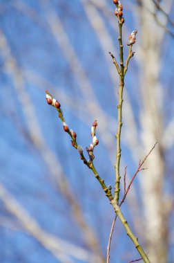 Narin söğüt tomurcukları ilkbaharın başlarında yumuşak mavi bir gökyüzüne karşı ortaya çıkıyor. Yakın çekim, parlak güneş ışığı, doğal uyanış, bahar yenilenmesi, taze büyüme, mevsimsel geçiş, canlı kontrast.