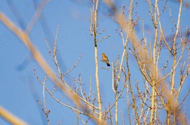 Açık mavi kış gökyüzüne karşı yapraksız ağaç dalları üzerinde dinlenen bir tarla. Kuşlar sakince tünedi, sakin bir ruh hali, yukarı doğru kamera açısı, yapraksız dallar, açık gökyüzü, kış doğası konsepti.