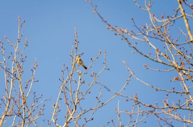 Açık mavi kış gökyüzüne karşı yapraksız ağaç dalları üzerinde dinlenen bir tarla. Kuşlar sakince tünedi, sakin bir ruh hali, yukarı doğru kamera açısı, yapraksız dallar, açık gökyüzü, kış doğası konsepti.