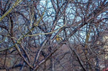 Açık mavi kış gökyüzüne karşı yapraksız ağaç dalları üzerinde dinlenen bir tarla. Kuşlar sakince tünedi, sakin bir ruh hali, yukarı doğru kamera açısı, yapraksız dallar, açık gökyüzü, kış doğası konsepti.
