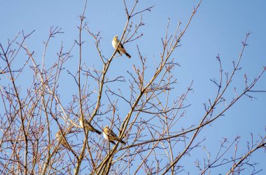 Turdus pilaris, açık mavi kış gökyüzüne karşı yapraksız ağaç dallarında dinlenir. Kuşlar sakince tünedi, sakin bir ruh hali, yukarı doğru kamera açısı, yapraksız dallar, açık gökyüzü, kış doğası konsepti.