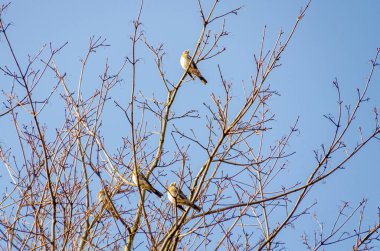 Turdus pilaris, açık mavi kış gökyüzüne karşı yapraksız ağaç dallarında dinlenir. Kuşlar sakince tünedi, sakin bir ruh hali, yukarı doğru kamera açısı, yapraksız dallar, açık gökyüzü, kış doğası konsepti.