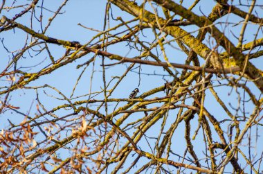Küçük bir ağaçkakan, açık mavi gökyüzünün altında dalların arasında sessizce tünedi. Ağaçkakan dinleniyor, sakin ruh hali, telefoto çekimi, yüksek açı, orman tepe örtüsü, doğanın sükuneti.