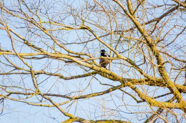 Dalların arasına tünemiş yalnız bir karga altın güneş ışığıyla yıkanmış. Sakin karga istirahati, sakin ruh hali, telefoto çekimi, yüksek konum, doğal ortam, huzur dolu yalnızlık konsepti..