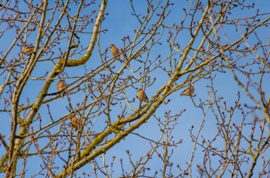 Küçük bir kuş sürüsü olan Hawfinch (Coccothraustes) baharda tomurcuklanan dalların üzerinde huzur içinde dinlenir. Kuşlar tünedi, sakin ruh hali, telefoto çekimi, göz hizası, ilkbahar ağacı, sakin doğa anı.