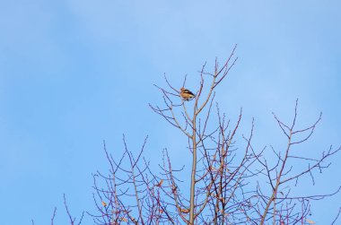 Küçük bir ispinoz, baharda tomurcuklanan bir ağaç dalına sessizce tünedi. Sakin kuş istirahatı, huzurlu bir ortam, orta menzil çekimi, hafif alçak açı, bahar tomurcukları görünür..