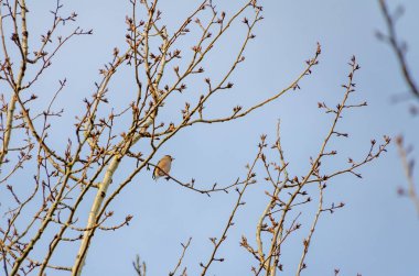 Küçük bir ispinoz, baharda tomurcuklanan bir ağaç dalına sessizce tünedi. Sakin kuş istirahatı, huzurlu bir ortam, orta menzil çekimi, hafif alçak açı, bahar tomurcukları görünür..