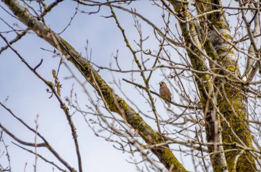 Yalnız bir ispinoz, yosun kaplı ağaçların arasındaki bir dala sessizce tünemiş. Kuş istirahatı, sakin ruh hali, telefoto çekimi, odaklanma, orman sahnesi, doğa gözlemi..