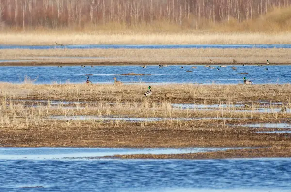Vahşi ördekler sakin sularda altın otlar ve dingin titreşimlerle toplanıyor. Huzurlu vahşi ördeklerin su kenarında dinlendiği sakin bir ortam, telefoto çekimi, düz arazi, doğa odaklı konsept..