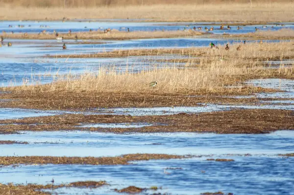 Vahşi ördekler sakin sularda altın otlar ve dingin titreşimlerle toplanıyor. Huzurlu vahşi ördeklerin su kenarında dinlendiği sakin bir ortam, telefoto çekimi, düz arazi, doğa odaklı konsept..