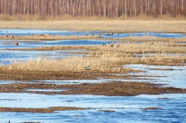 Sel basmış çayırlarda parıldayan mavi su yansımalarıyla vahşi ördekler toplanıyor. Düşük açılı çekim, doğal yaşam alanı, huzurlu ortam, altın çimenler, dinlenen kuşlar, mevsimlik göç, sulak alanlar, canlı vahşi yaşam sahnesi.