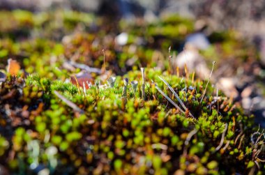 Renkli yosunlar ve yosunlar bahar sabahında orman zemininde gelişiyor. Makro çekim yukarıdan, canlı ekosistem odak noktasında, doku ve organik yaşam dolu..