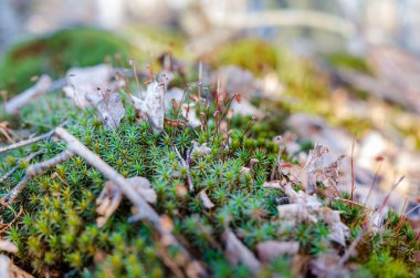 Renkli yosunlar ve yosunlar bahar sabahında orman zemininde gelişiyor. Makro çekim yukarıdan, canlı ekosistem odak noktasında, doku ve organik yaşam dolu..