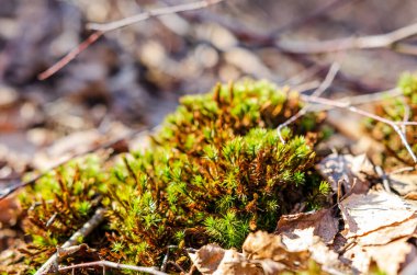 Renkli yosunlar ve yosunlar bahar sabahında orman zemininde gelişiyor. Makro çekim yukarıdan, canlı ekosistem odak noktasında, doku ve organik yaşam dolu..
