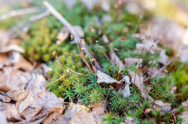 Renkli yosunlar ve yosunlar bahar sabahında orman zemininde gelişiyor. Makro çekim yukarıdan, canlı ekosistem odak noktasında, doku ve organik yaşam dolu..
