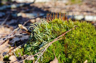 Renkli yosunlar ve yosunlar bahar sabahında orman zemininde gelişiyor. Makro çekim yukarıdan, canlı ekosistem odak noktasında, doku ve organik yaşam dolu..